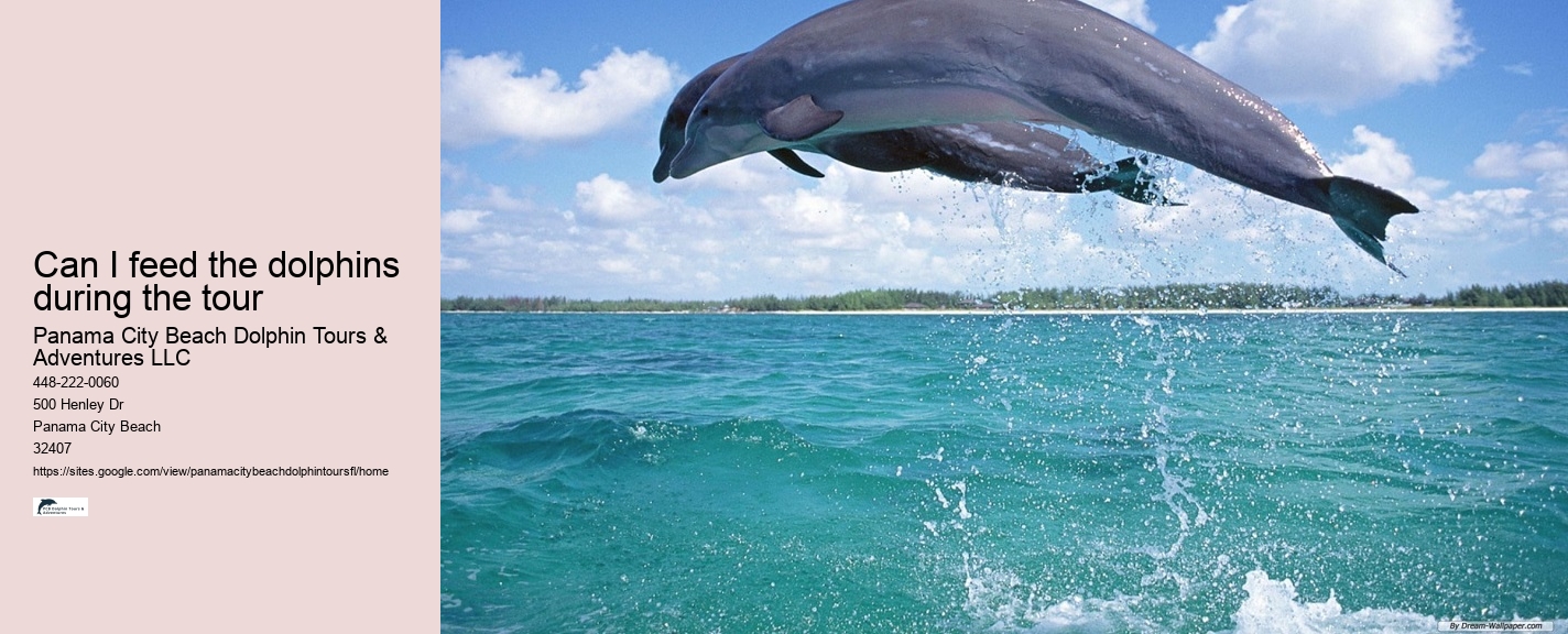 Are there evening or night dolphin tours available in Panama City Beach