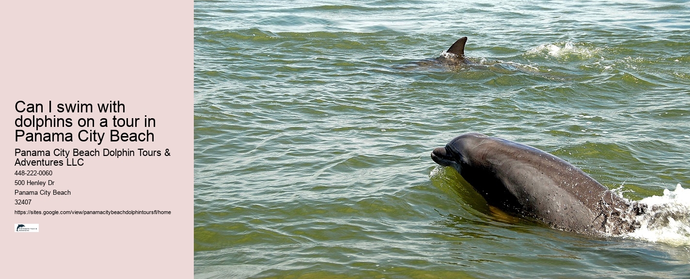 Shell Island Trips & Dolphin Tours