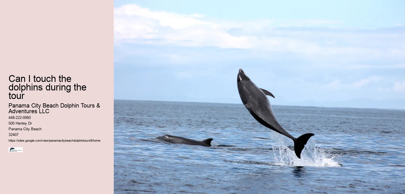 Can I touch the dolphins during the tour