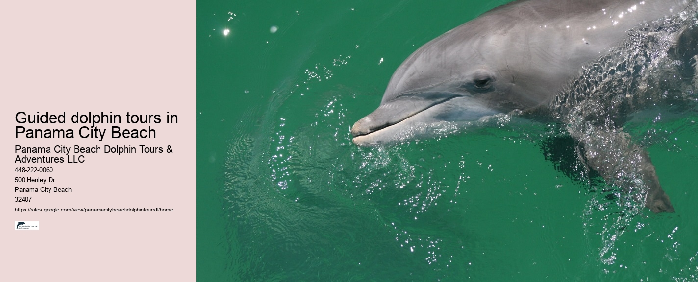 Panama City Beach dolphin watching adventures