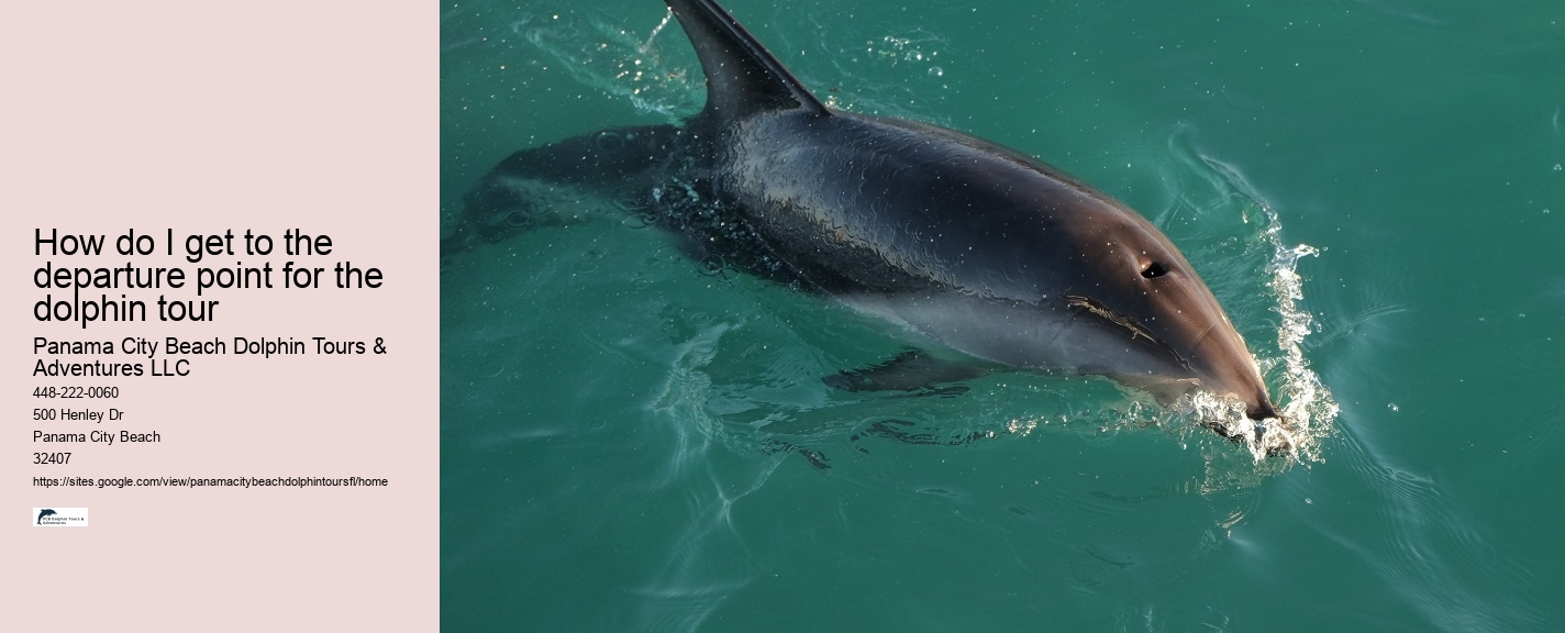 What type of boats are used for dolphin tours in Panama City Beach