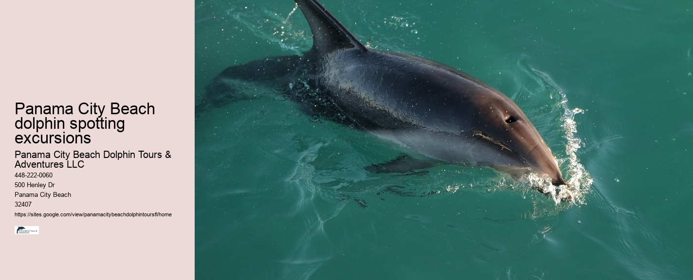 Dolphin Exploration Cruises in Panama City Beach