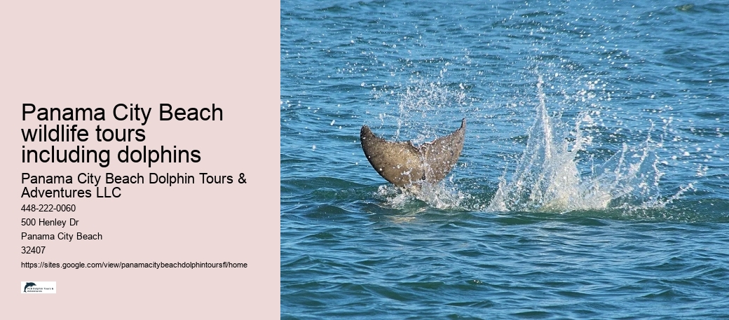 Panama City Beach wildlife tours including dolphins