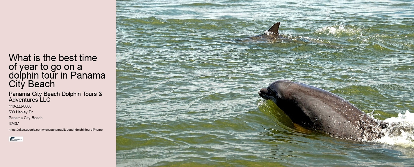 Is It Better To Swim With Dolphins In The Morning Or Afternoon