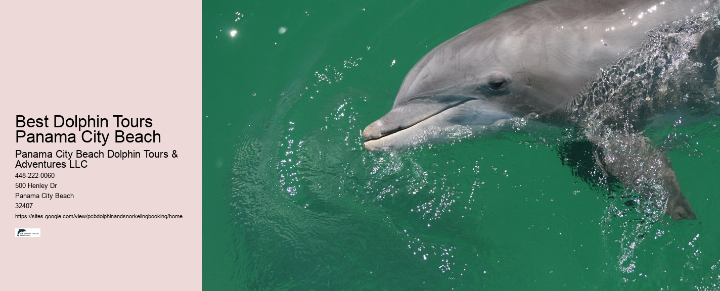 Can You Swim With Dolphins In Florida