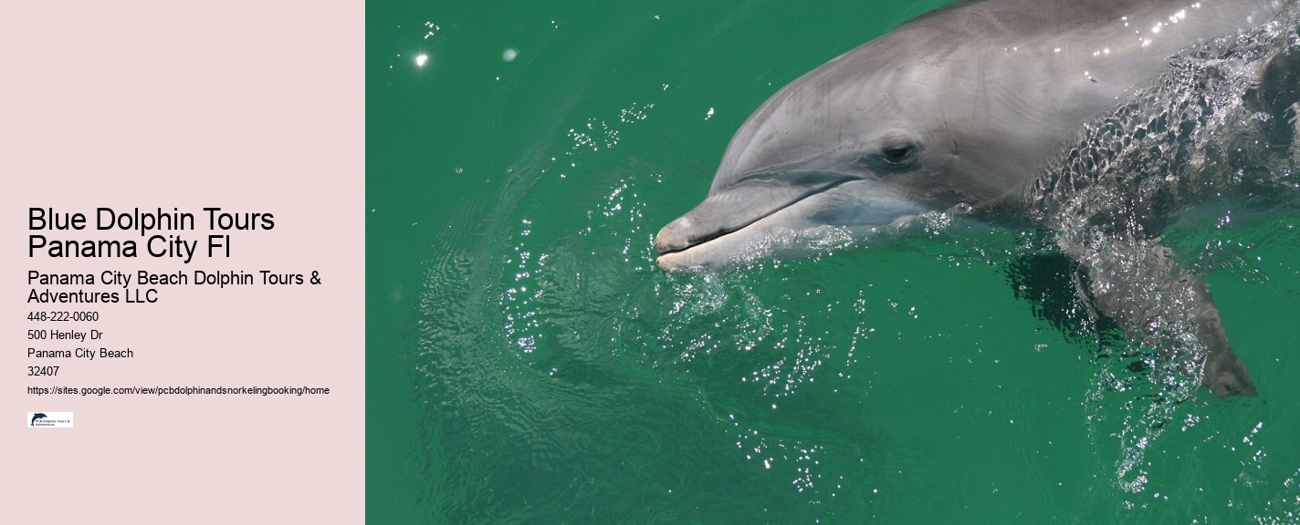 Dolphin Tours Panama City Beach Jet Ski