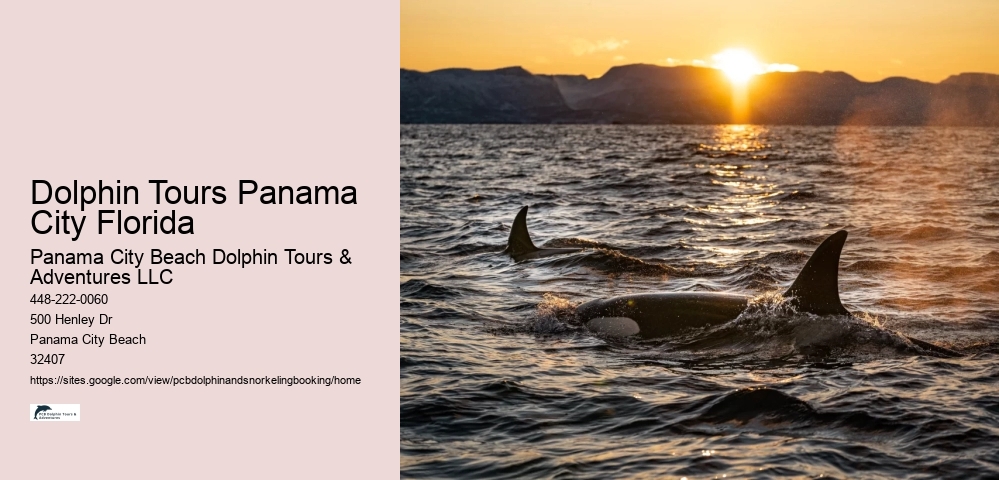 Dolphin Tours Panama City Florida