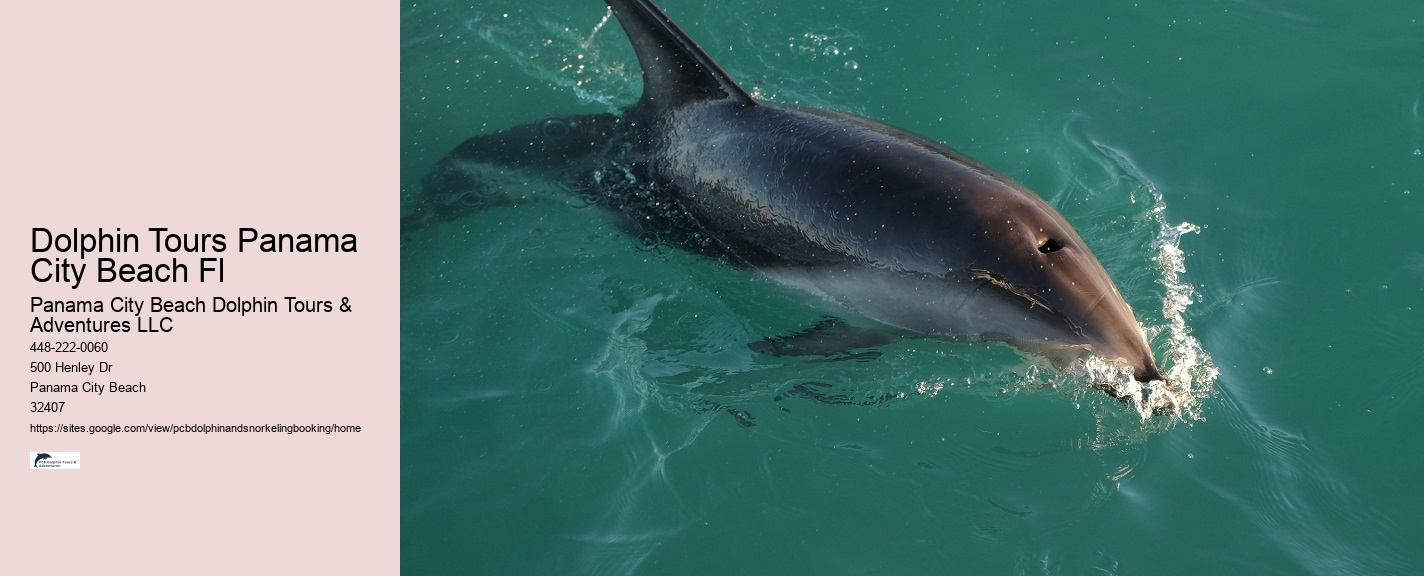 Shark Boat Dolphin Tour Clearwater