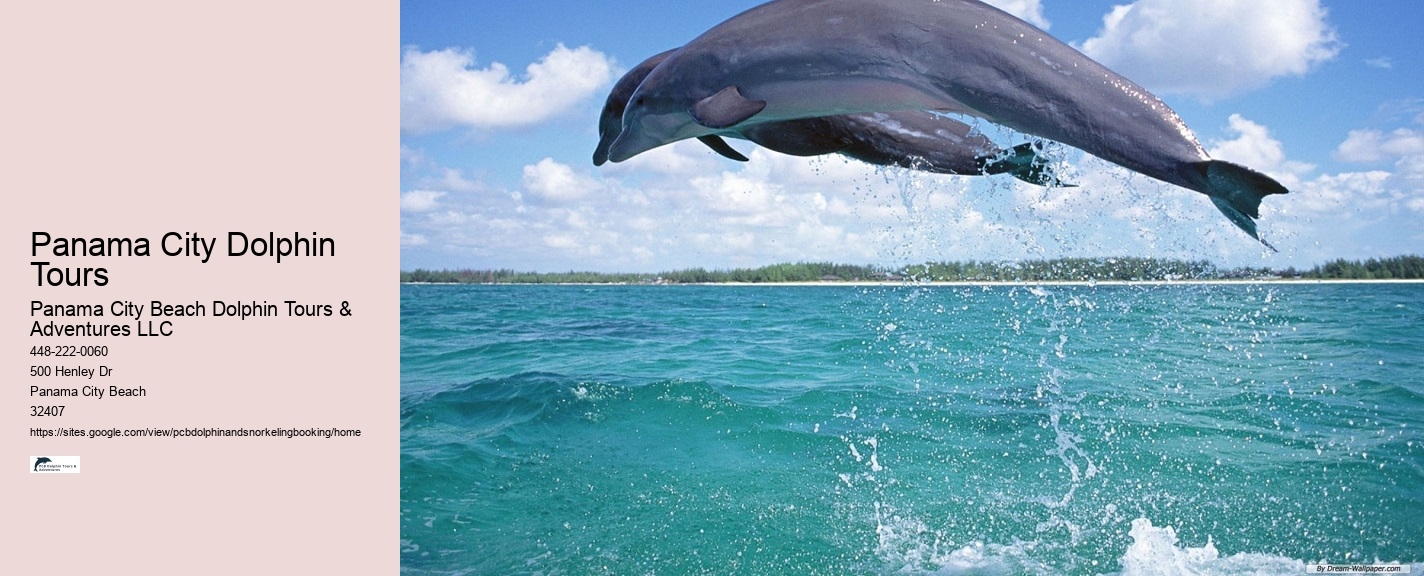 Swim With Dolphins In Panama City Beach Fl