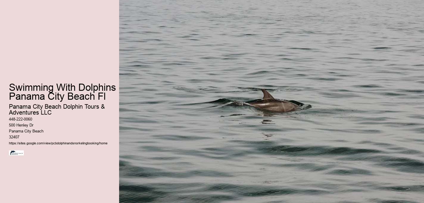 Swimming With Dolphins Panama City Beach Fl