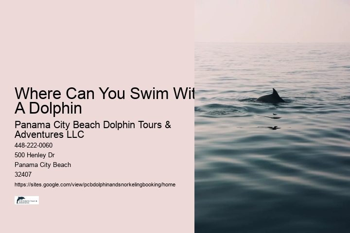 Where Can You Swim With A Dolphin