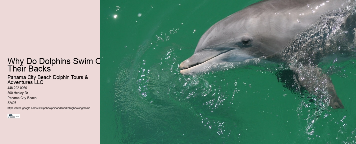 Dolphin Tours At Panama City Beach