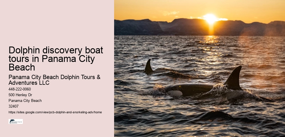 Dolphin discovery boat tours in Panama City Beach