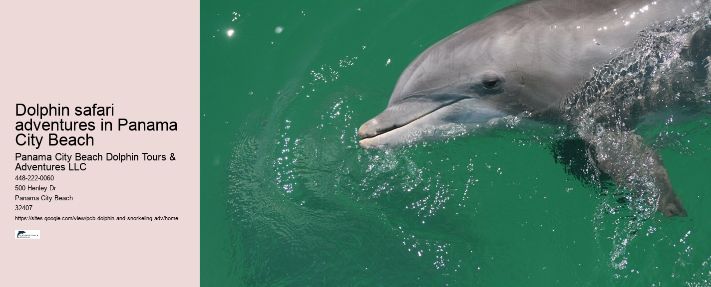 Shell Island Dolphin Tours