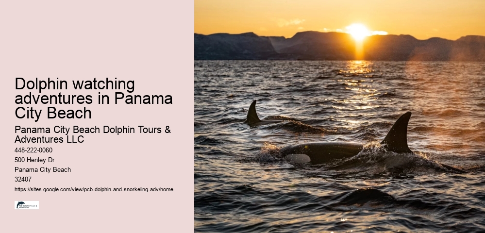 Dolphin watching adventures in Panama City Beach