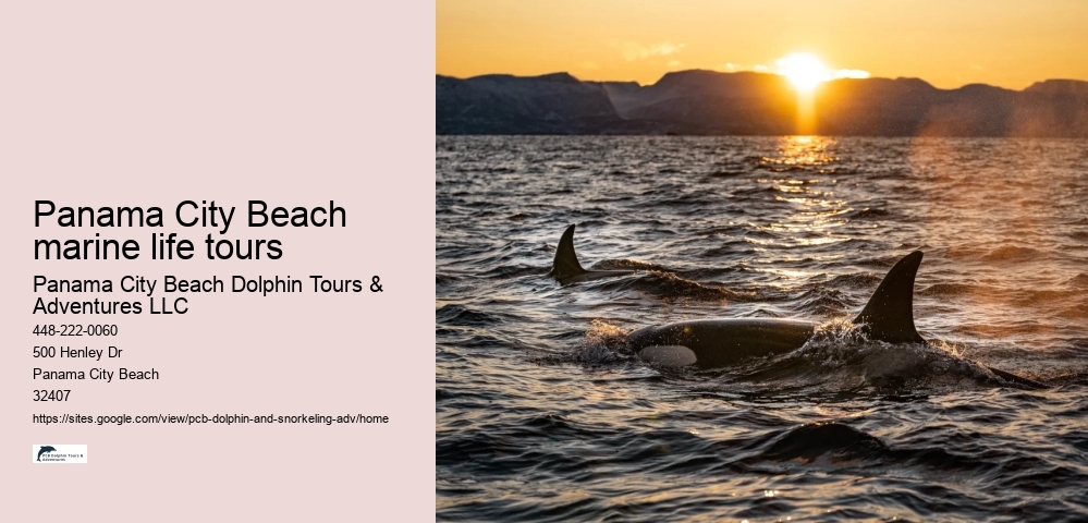 Panama City Beach marine life tours