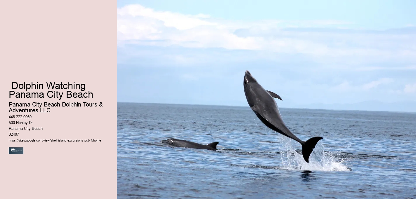  Dolphin Watching Panama City Beach