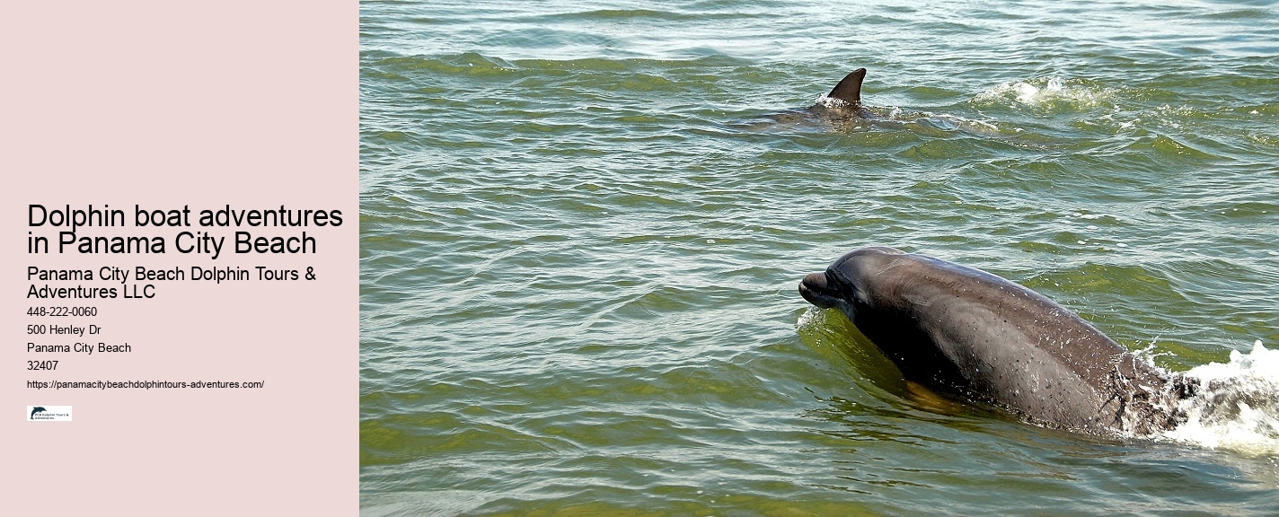 Dolphin exploration adventures in Panama City Beach