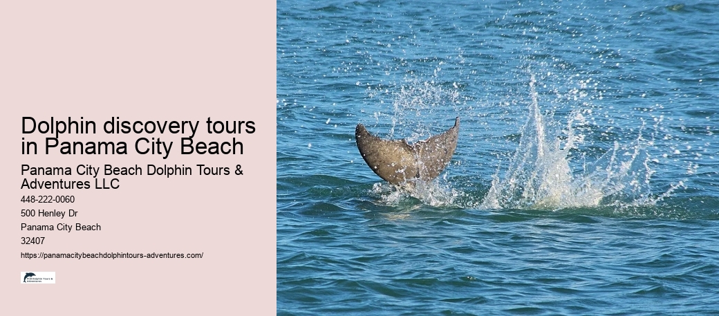 Dolphin discovery tours in Panama City Beach