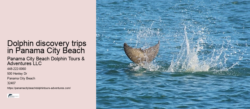 Dolphin discovery trips in Panama City Beach