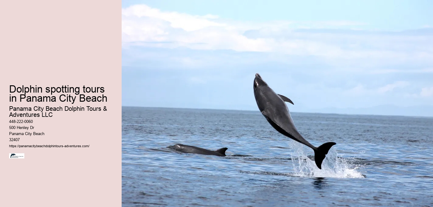 Dolphin spotting tours in Panama City Beach