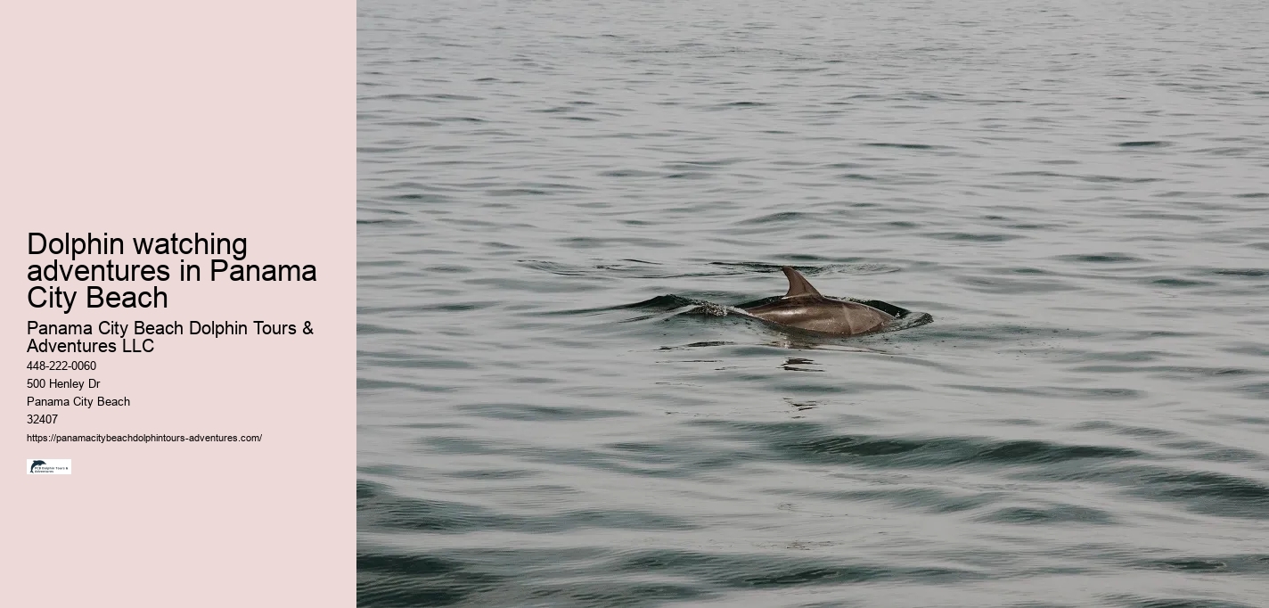 Dolphin watching adventures in Panama City Beach