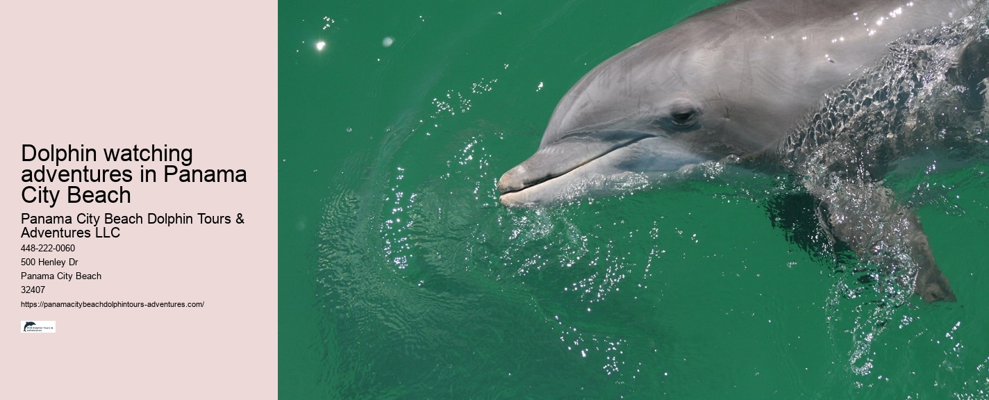 Panama City Beach Dolphin Tours & Adventures Southwest