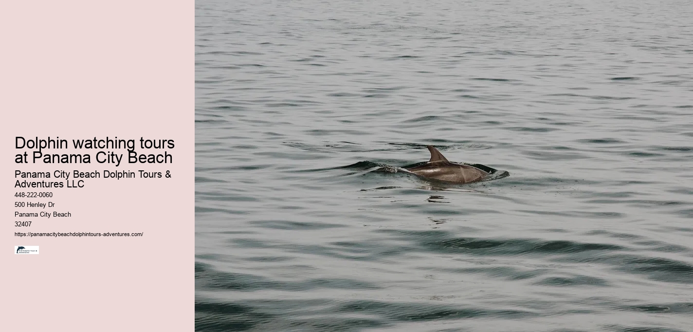 Dolphin watching tours at Panama City Beach