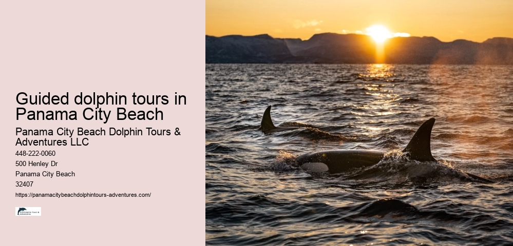 Guided dolphin tours in Panama City Beach