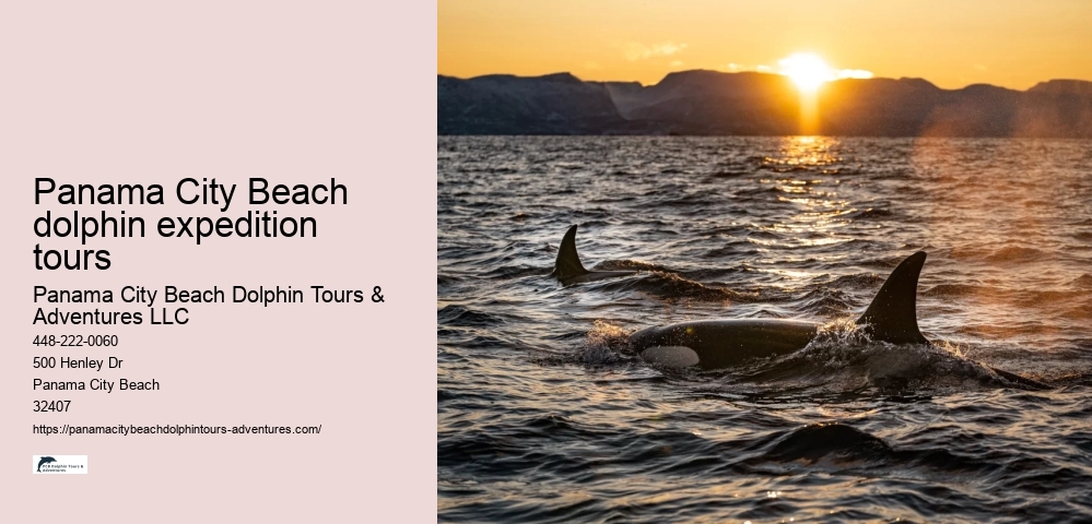 Panama City Beach dolphin expedition tours