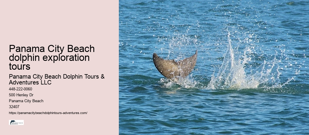 Panama City Beach dolphin exploration tours