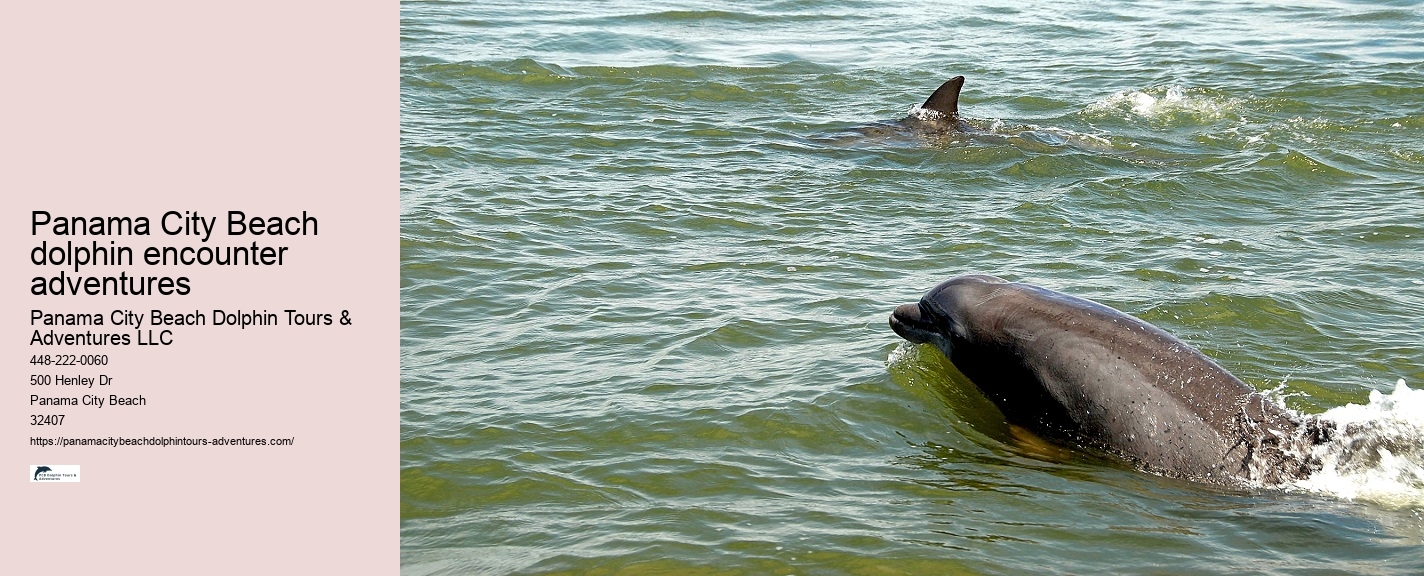 Panama City Beach Dolphin Tours & Adventures South Padre Island